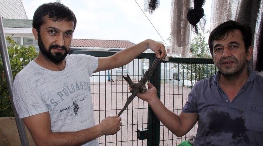 Bulduğu Ebabil Kuşuna Sahip &Ccedil;ıktı