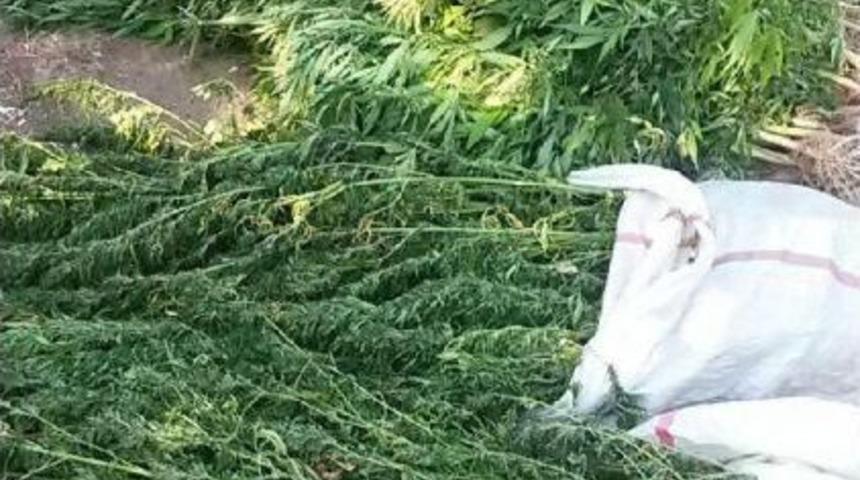 &Ouml;demiş Ve Kiraz'da Uyuşturucu Operasyonu