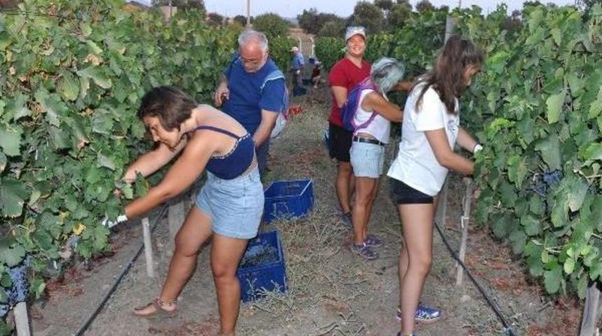 Dat&ccedil;a'da Bağ Bozumu