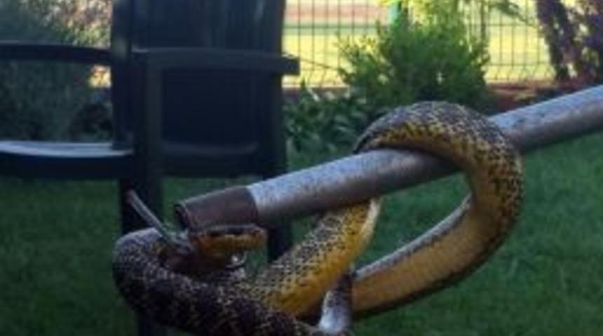 Kuş Yuvasından Yılan &Ccedil;ıktı