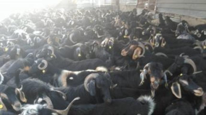 Osmaniye Belediyesi Kurban Fiyatını Belirlemeyecek