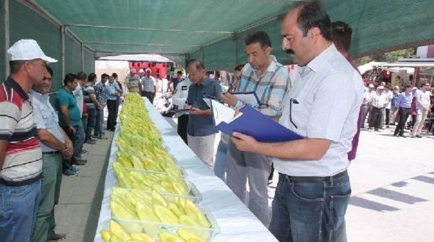 Kale'nin En Iyi Biberi Se&ccedil;ildi