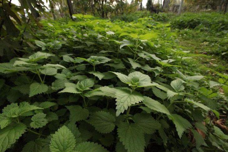 Bu besinler nikotini yok ediyor  G5