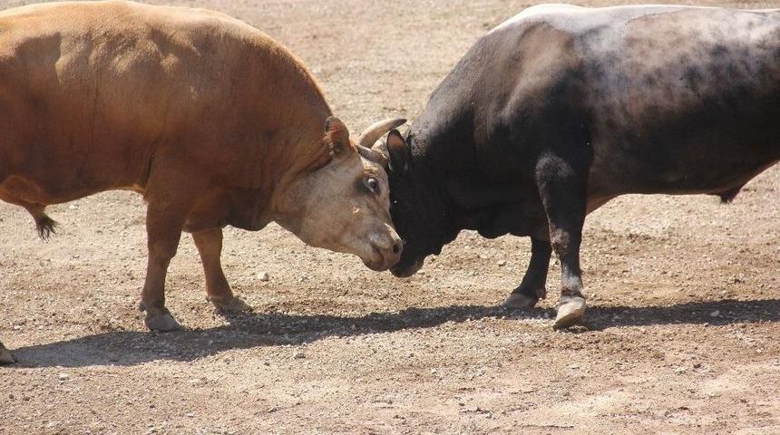 B&ouml;lgelerin Şampiyon Boğaları Artvin&rsquo;de Buluştu