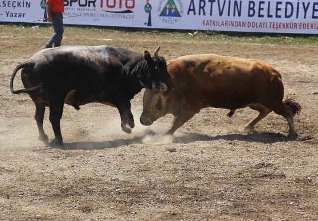 Bölgelerin Şampiyon Boğaları Artvin’de Buluştu