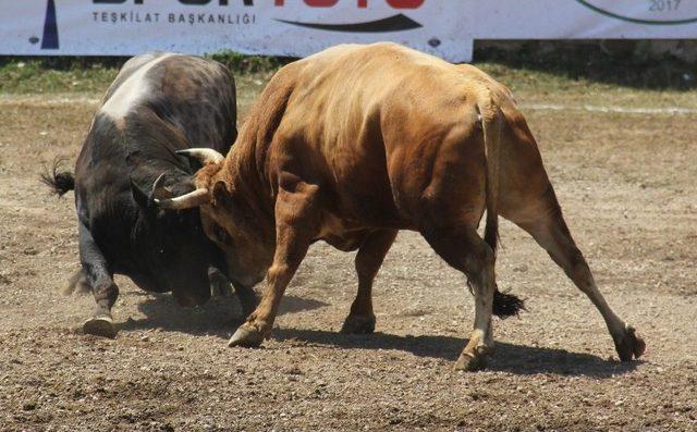 Bölgelerin Şampiyon Boğaları Artvin’de Buluştu