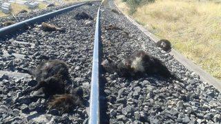 Elazığ’da Trenin Çarptığı 90 Keçi Telef Oldu