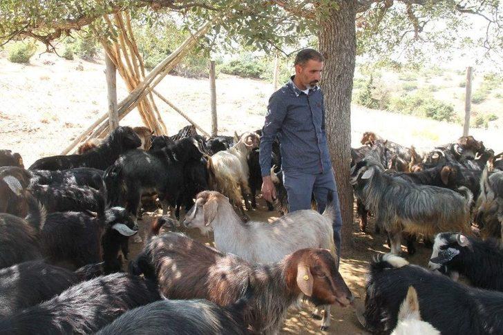 Elazığ’da Trenin Çarptığı 90 Keçi Telef Oldu G2