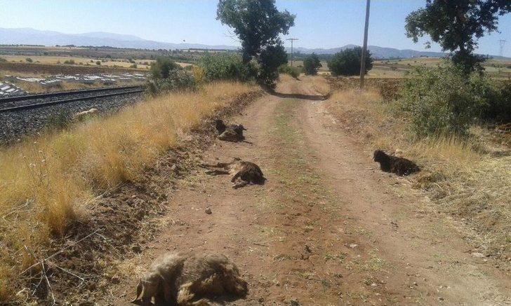 Elazığ’da Trenin Çarptığı 90 Keçi Telef Oldu G4