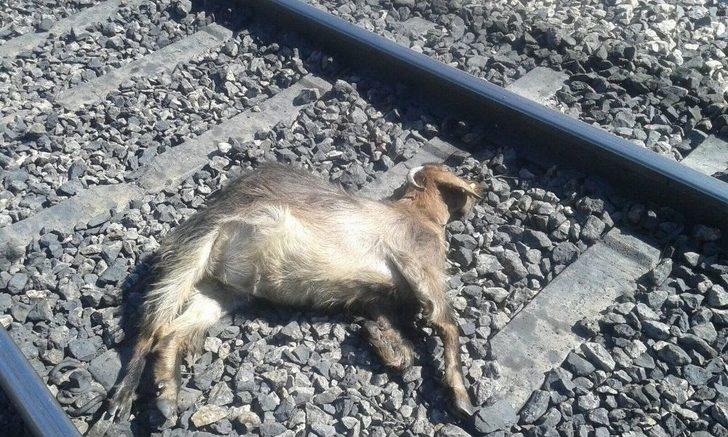 Elazığ’da Trenin Çarptığı 90 Keçi Telef Oldu G5