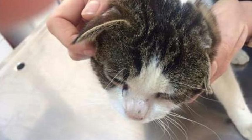 Sokak Kedisini Tüfekle Vurup Yaraladılar