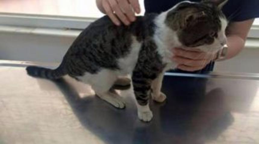 Antalya’da Sokak Kedisini Tüfekle Vurup Yaraladılar