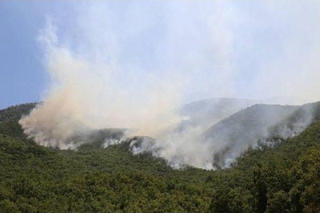 Tunceli'de Orman Yangınları