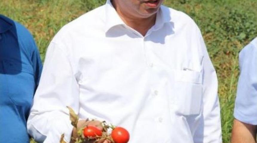 Chp'li Vekiller Domates Tarlasında &Ccedil;ift&ccedil;ilerle Buluştu