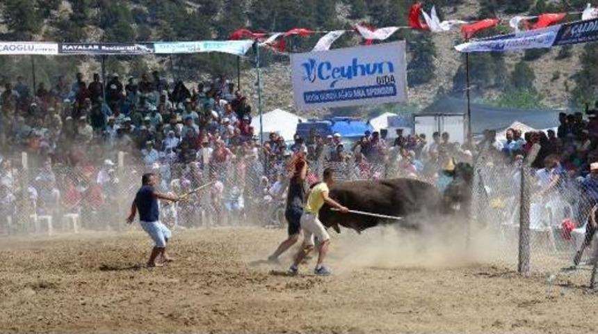 G&uuml;reşen Boğalar Tel &Ouml;rg&uuml;leri Aştı, Izleyiciler Ka&ccedil;ıştı
