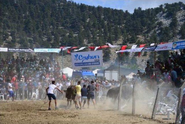 Güreşen Boğalar Tel Örgüleri Aştı, Izleyiciler Kaçıştı