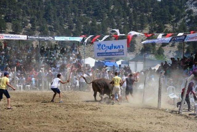 Güreşen Boğalar Tel Örgüleri Aştı, Izleyiciler Kaçıştı