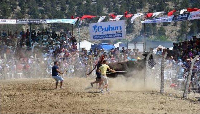 Güreşen Boğalar Tel Örgüleri Aştı, Izleyiciler Kaçıştı