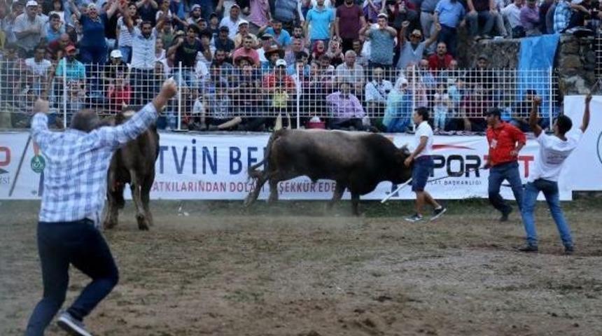 T&uuml;rkiye Boğa G&uuml;reşi Şampiyonu Artvinli Cumali Oldu