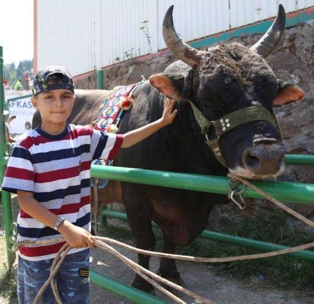 Türkiye Boğa Güreşi Şampiyonu Artvinli Cumali Oldu