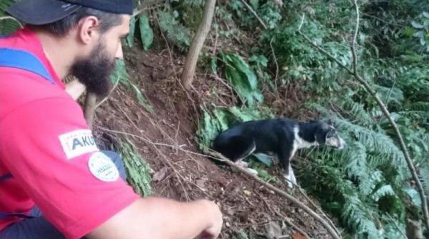 Tel Ile Işkence Yapılan Köpeği Akut Kurtardı