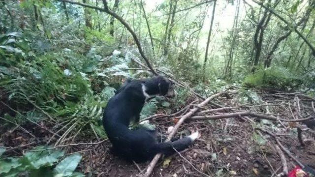 Tel Ile Işkence Yapılan Köpeği Akut Kurtardı