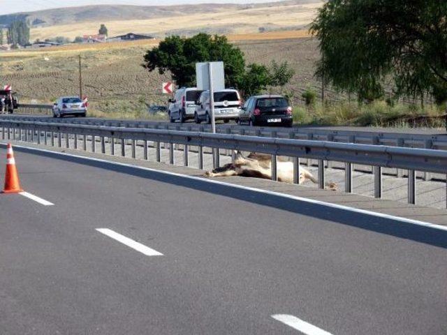 Ankara'da Ineğe Çarpan Otobüs Devrildi: 4 Ölü, 18 Yaralı (2) (Yeniden)