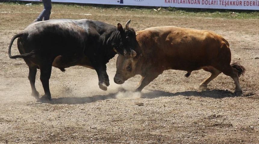 Ege&rsquo;nin Şampiyon Boğaları Artvin&rsquo;de T&uuml;rkiyebirinciliği İ&ccedil;in Arenaya &Ccedil;ıktı