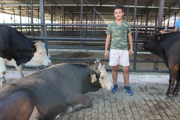 Sıcaklar Kurbanlık Pazarlarını Da Olumsuz Etkiledi G2