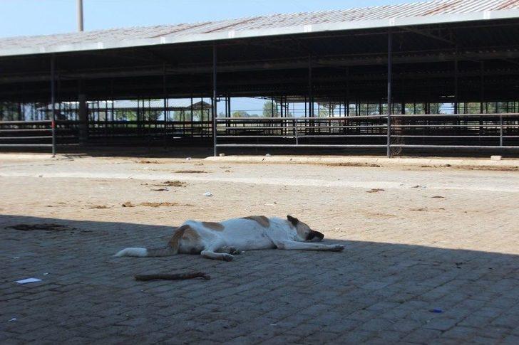 Sıcaklar Kurbanlık Pazarlarını Da Olumsuz Etkiledi G3