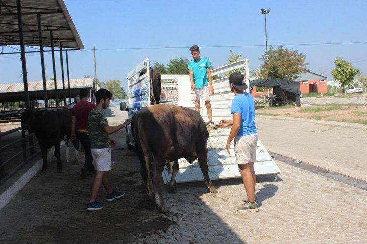 Sıcaklar Kurbanlık Pazarlarını Da Olumsuz Etkiledi G4