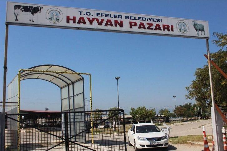 Sıcaklar Kurbanlık Pazarlarını Da Olumsuz Etkiledi G5