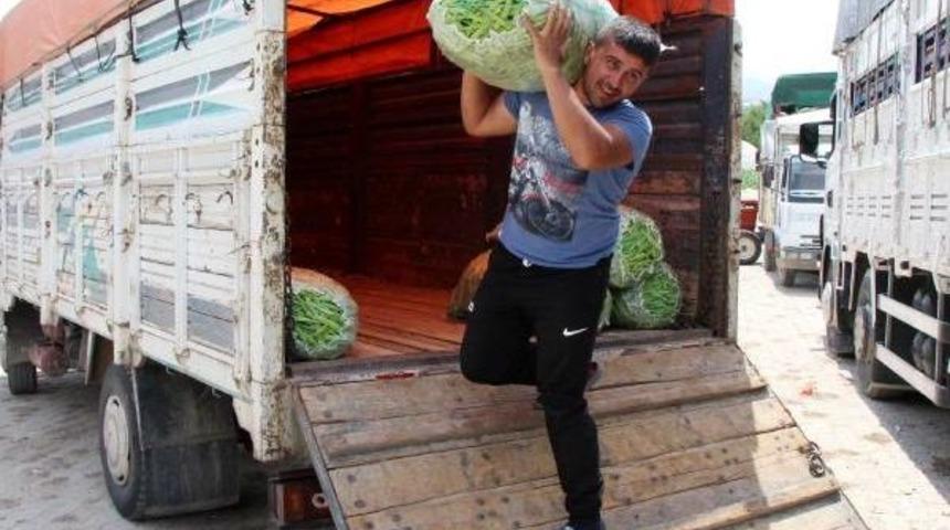 Burdurlu Fasulye &Uuml;reticisinin Y&uuml;z&uuml; G&uuml;ld&uuml;