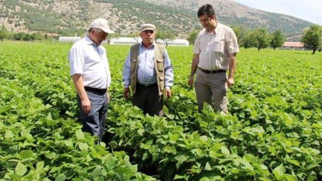 Burdurlu Fasulye Üreticisinin Yüzü Güldü