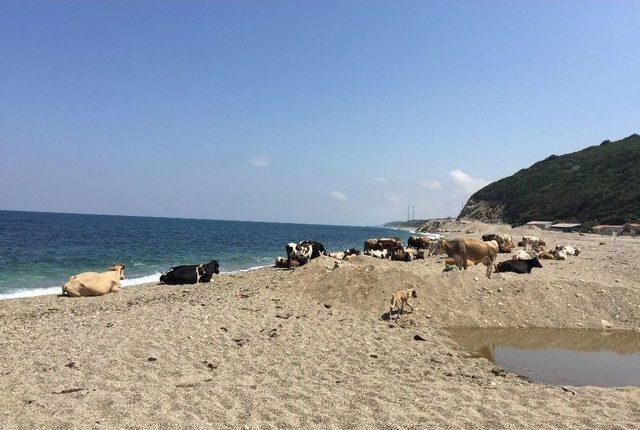 (özel Haber) Kurban Öncesi Sıcaktan Bunalan İnekler Plaja İndi