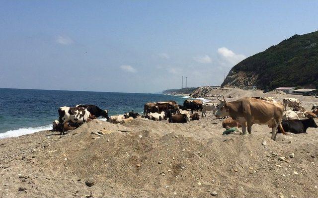 (özel Haber) Kurban Öncesi Sıcaktan Bunalan İnekler Plaja İndi