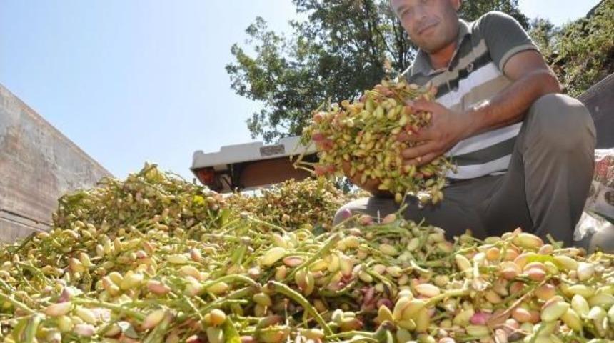 Antep Fıstığı, Aydın'da Bir Mahallenin Ge&ccedil;im Kaynağı Oldu