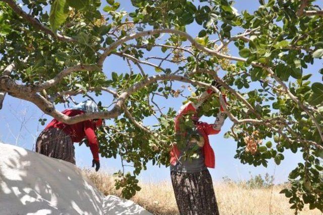 Antep Fıstığı, Aydın'da Bir Mahallenin Geçim Kaynağı Oldu