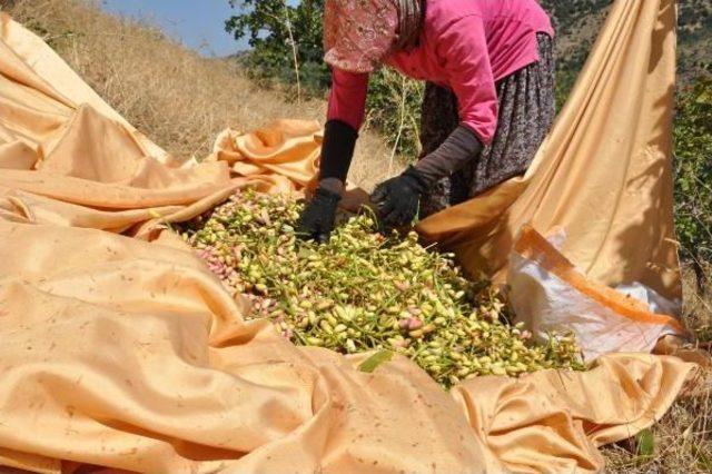 Antep Fıstığı, Aydın'da Bir Mahallenin Geçim Kaynağı Oldu