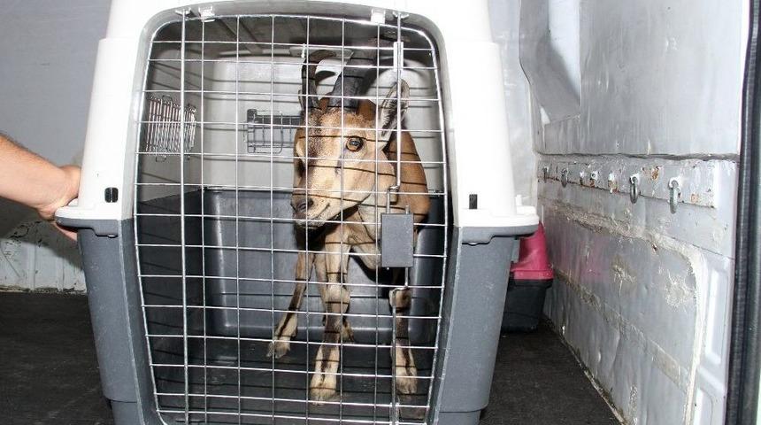 Uçuruma Düşen Yaralı Dağ Keçisi Koruma Altına Alındı