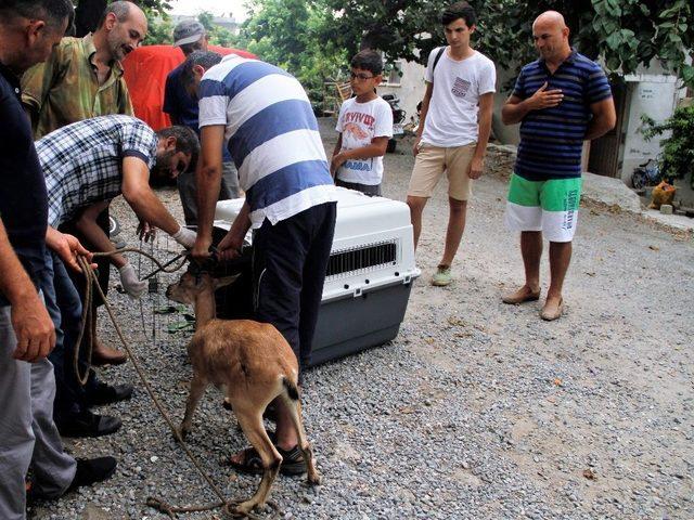 Uçuruma Düşen Yaralı Dağ Keçisi Koruma Altına Alındı