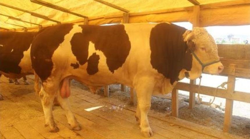 Kurbanlık Boğa 23 Bin Liraya Satıldı