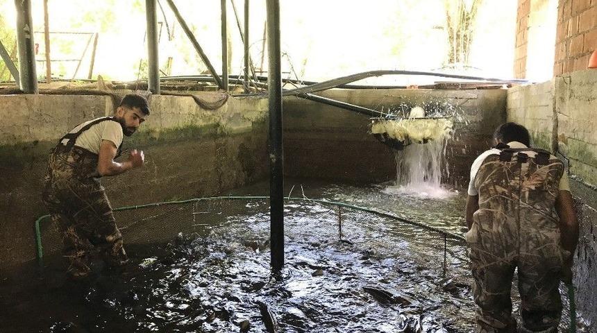 Yılda 25 Milyon Yavru &Uuml;retiliyor