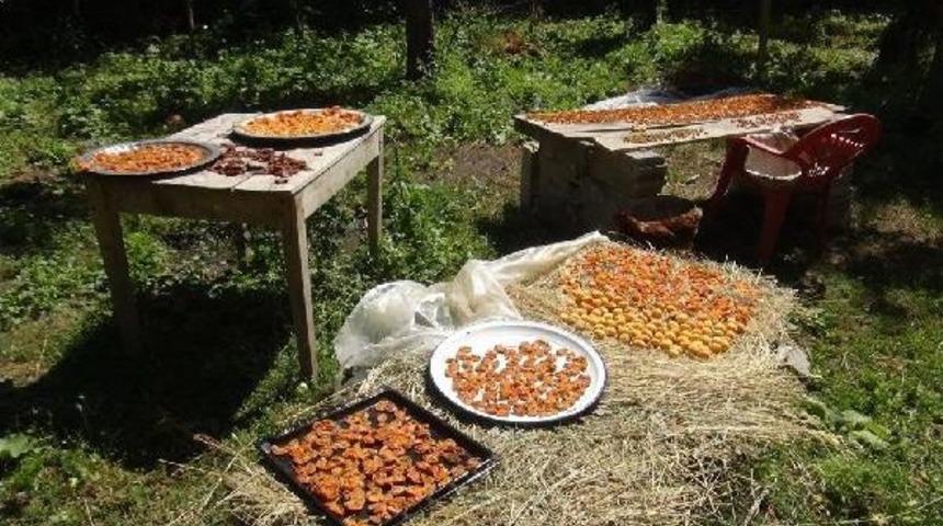 Kağızmanlı &Uuml;retici Kayısıyı Kurutuyor