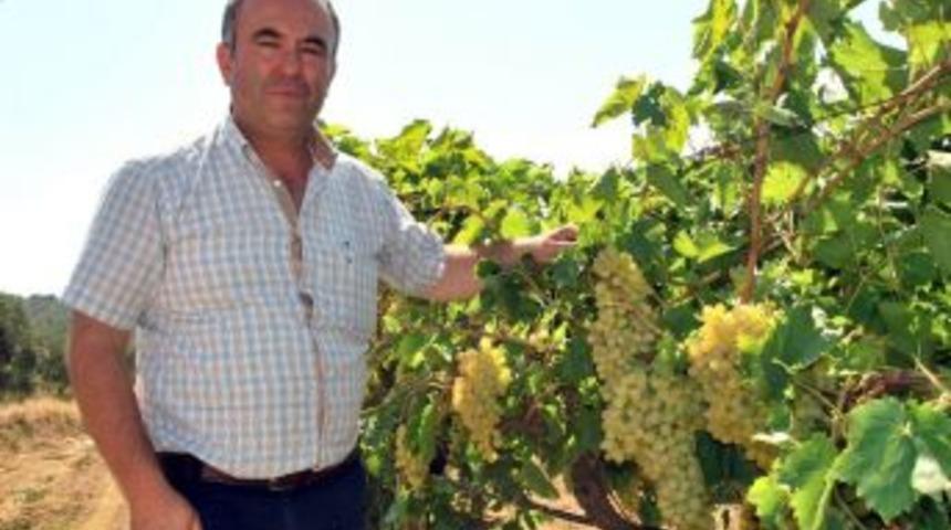 &Uuml;z&uuml;m Kesim İş&ccedil;i &Uuml;cretleri Belirlendi