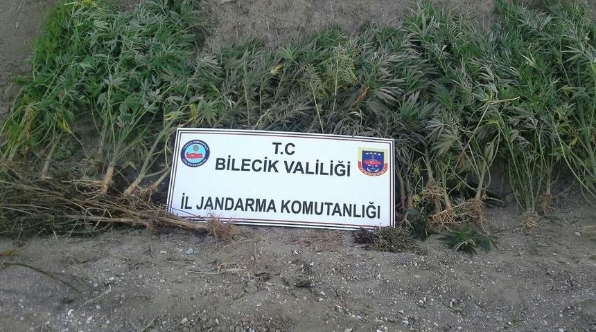 159 K&ouml;k Kenevir Bitkisi Ve Bin 240 Gram Kubar Esrar Ele Ge&ccedil;irildi