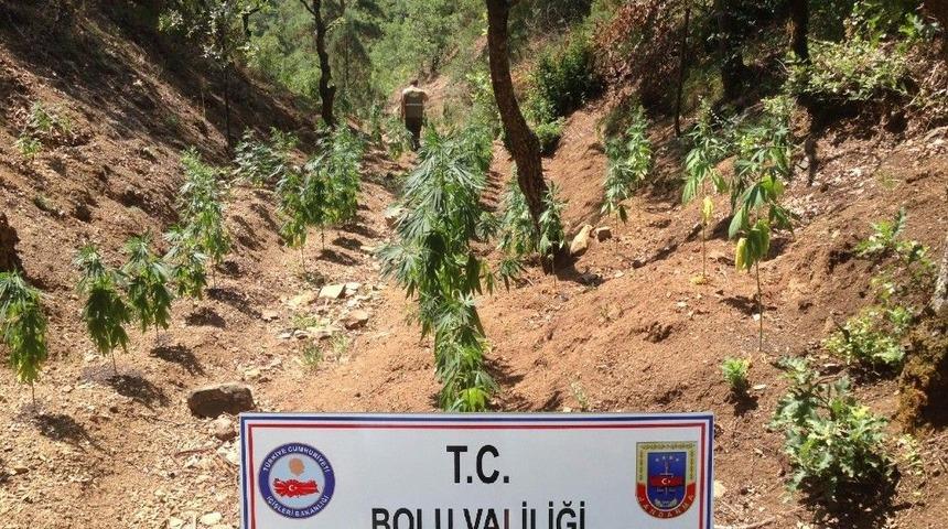 Ormanlık Alana Ekilmiş 254 K&ouml;k Hint Keneviri Ele Ge&ccedil;irildi