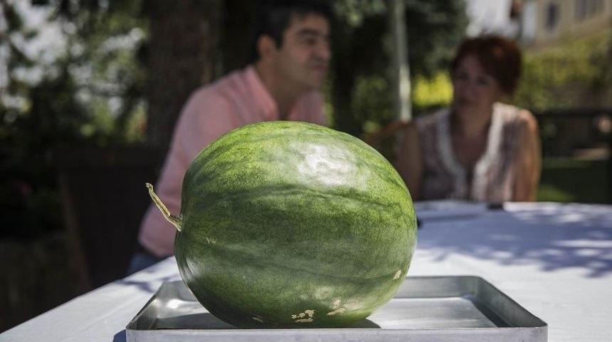 (&ouml;zel Haber) Karaburun&rsquo;un Nesli T&uuml;kenen Karpuzu Kayseri&rsquo;de Hayata D&ouml;n&uuml;yor