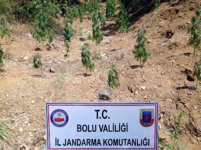 Bolu'da 254 Kök Hintkeneviri Ele Geçirildi