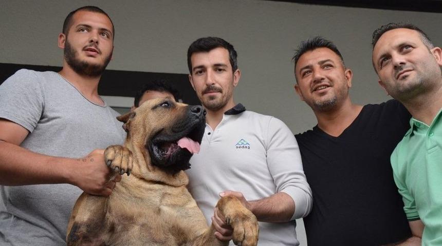 2016 Yılında 7 Sedaş Elamanını K&ouml;pek Isırdı